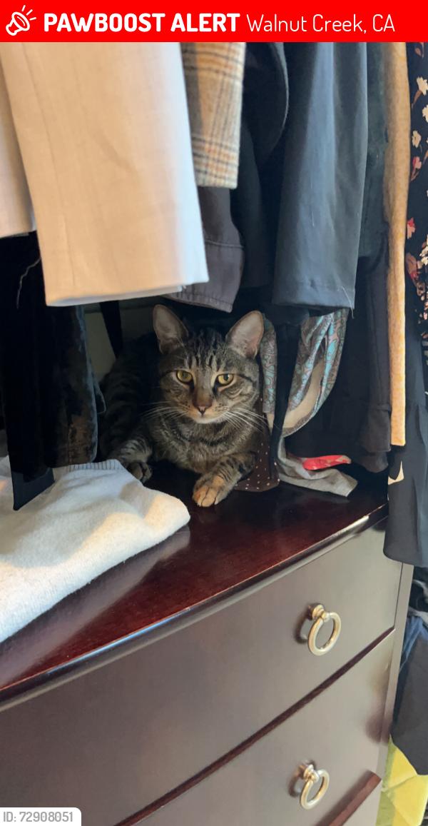 Lost Male Cat last seen By Twin Oaks Lane , Walnut Creek, CA 94596