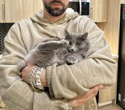 Reunited Female Cat last seen La brea and Washington , Los Angeles, CA 90016