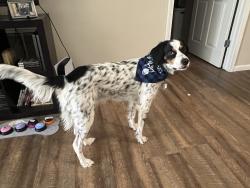 Reunited Male Dog last seen Near deer ridge rd, Maumee, OH 43537