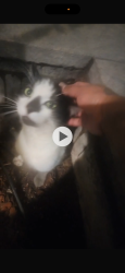 Reunited Male Cat last seen Bank , San Francisco, CA 94104