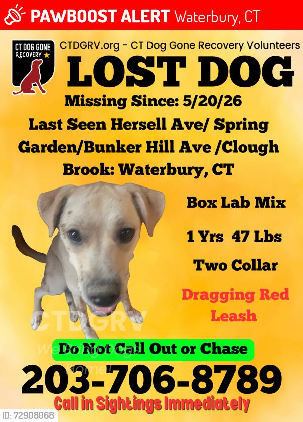 Lost Male Dog last seen Near the woods, Waterbury, CT 06795