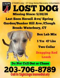Lost Male Dog last seen Near the woods, Waterbury, CT 06795