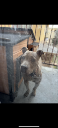 Lost Male Dog last seen Marcus/foothill, Los Angeles, CA 91040