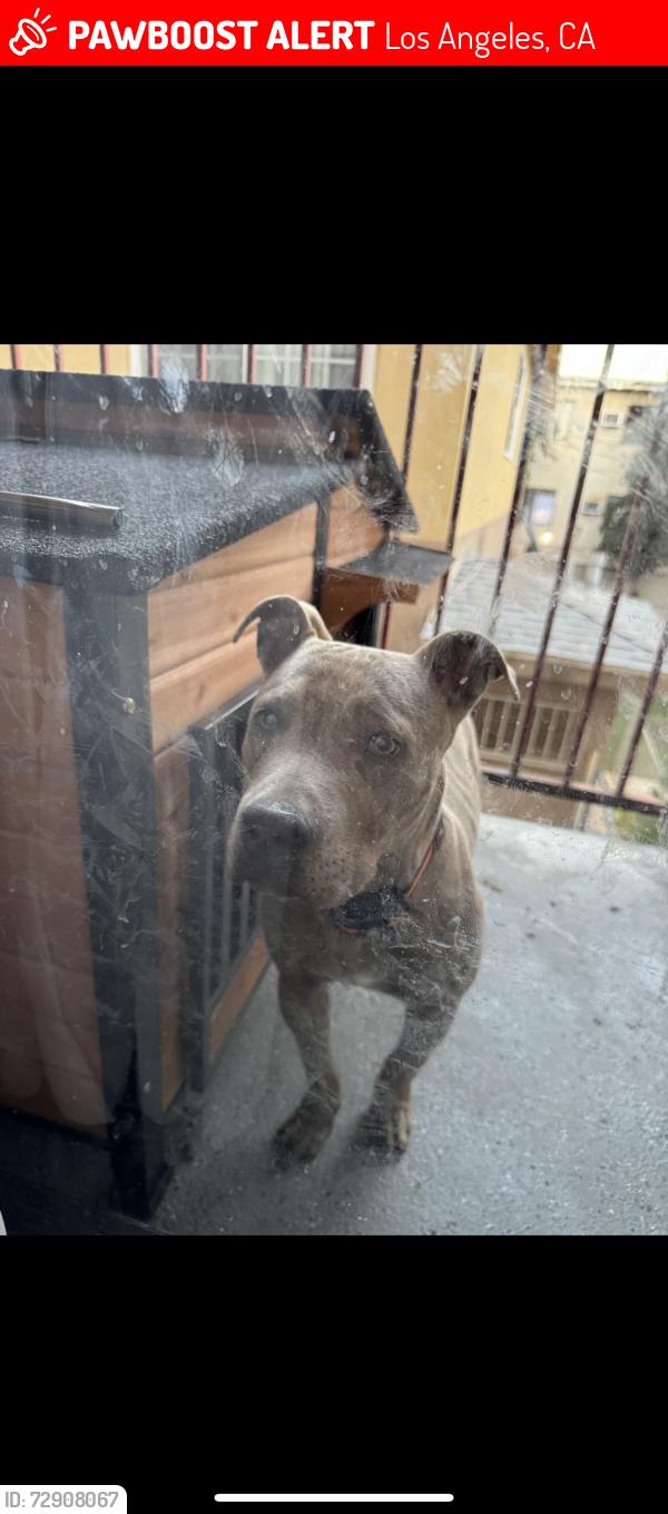 Lost Male Dog last seen Marcus/foothill, Los Angeles, CA 91040