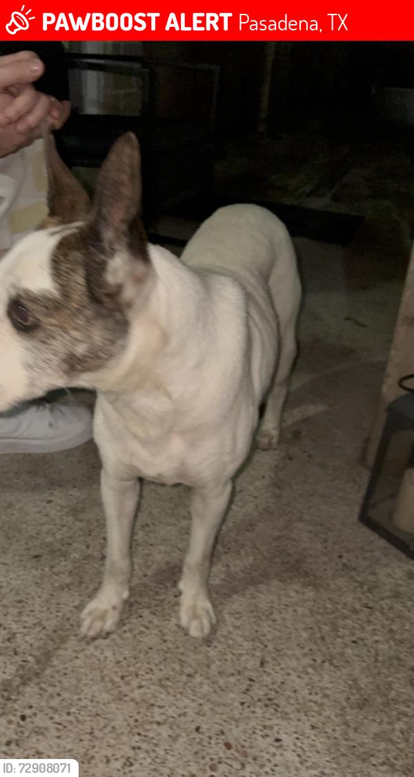 Lost Male Dog last seen Spencer and space center, Pasadena, TX 77505