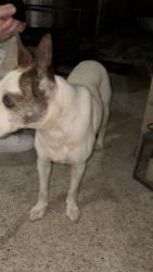 Lost Male Dog last seen Spencer and space center, Pasadena, TX 77505