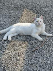 Reunited Male Cat last seen Cerridwen street, Epping, VIC 3076