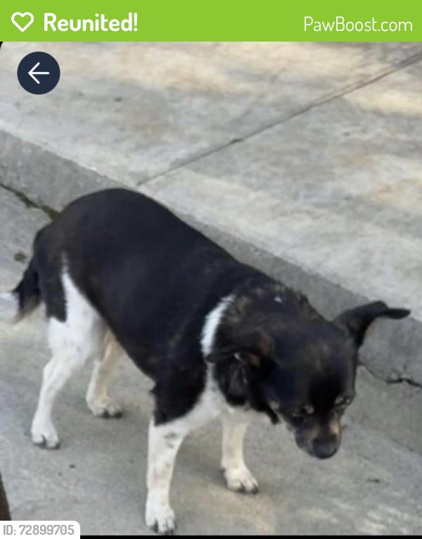 Reunited Female Dog last seen Alcott Elementary , Riverside, CA 92506