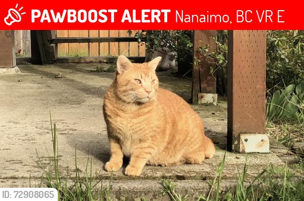 Lost Male Cat last seen nicol street dairy queen , Nanaimo, BC V9R 2E7