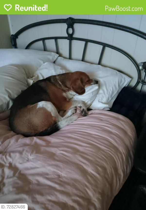Reunited Male Dog last seen NW 58th Street and N Rockwell Ave , Bethany, OK 73008