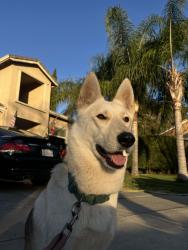 Reunited Female Dog last seen SpringHill Suites by Marriott Turlock, Turlock, CA 95380