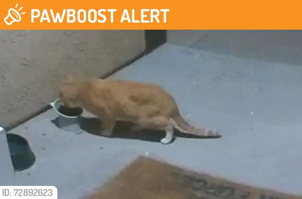 Found/Stray Unknown Cat last seen Calico Crest Hts. (Near Marksheffel & Dublin Rd). on , Colorado Springs, CO 80923