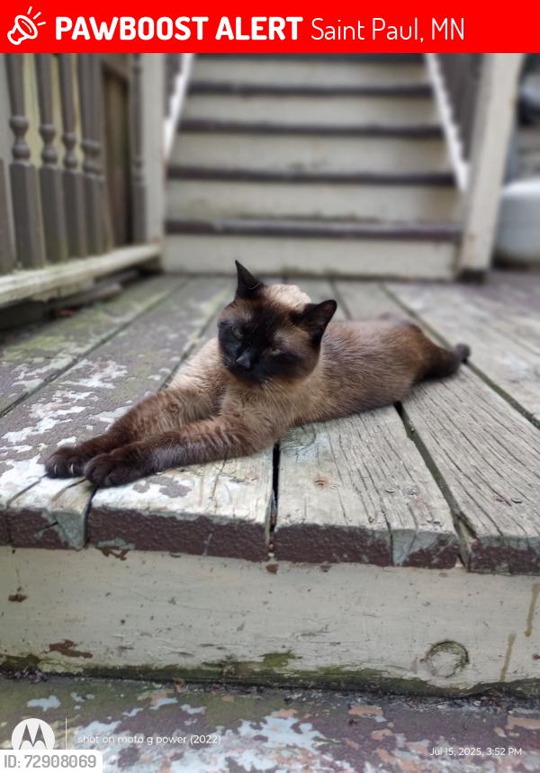 Lost Female Cat last seen Leech Street and McBoal, Saint Paul, MN 55102