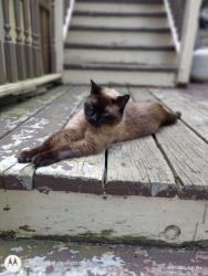Lost Female Cat last seen Leech Street and McBoal, Saint Paul, MN 55102