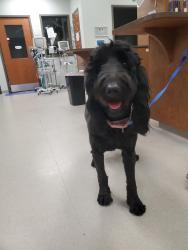 Found/Stray Female Dog last seen Walnut Creek Park, Cary, NC 27518