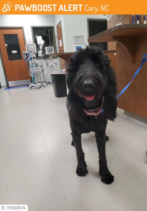 Found/Stray Female Dog last seen Walnut Creek Park, Cary, NC 27518