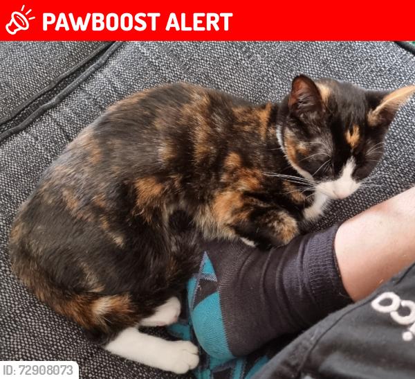 Lost Female Cat last seen Station Road, Earl Shilton, England LE9 7HZ