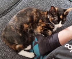 Lost Female Cat last seen Station Road, Earl Shilton, England LE9 7HZ