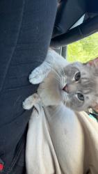 Reunited Male Cat last seen n 60th ave and sweetwater, Phoenix, AZ 85254