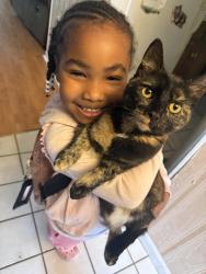 Lost Female Cat last seen Washington street Peeks , Peekskill, NY 10566