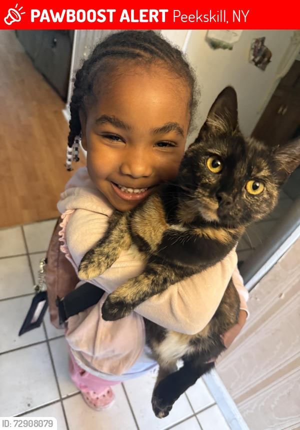 Lost Female Cat last seen Washington street Peeks , Peekskill, NY 10566