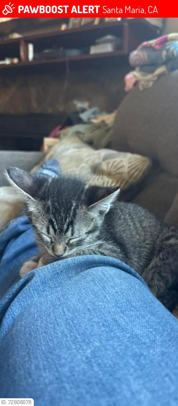 Lost Female Cat last seen Railroad and alvin, Santa Maria, CA 93458