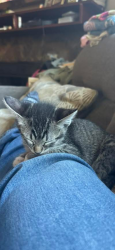 Lost Female Cat last seen Railroad and alvin, Santa Maria, CA 93458