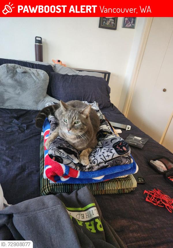Lost Male Cat last seen hses near the Villias off of 28th ST , Vancouver, WA 98684
