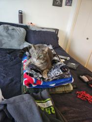 Lost Male Cat last seen hses near the Villias off of 28th ST , Vancouver, WA 98684