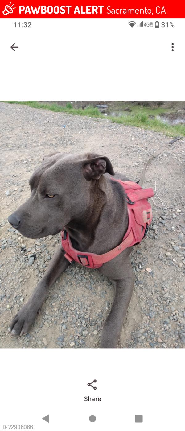Lost Male Dog last seen West el comino/Kings market Sacramento , Sacramento, CA 95833
