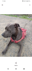 Lost Male Dog last seen West el comino/Kings market Sacramento , Sacramento, CA 95833
