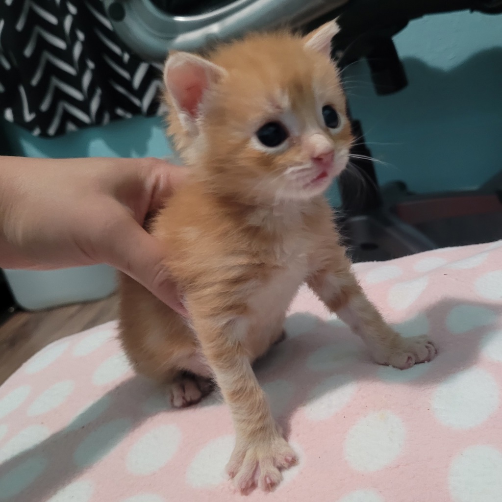 Shelter Stray Male Cat last seen Near 102nd Avenue, OAKLAND, CA, 94603, Oakland, CA 94621