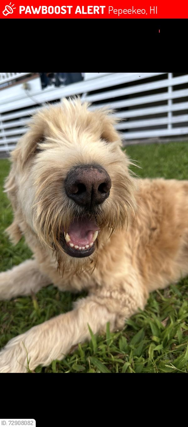 Lost Male Dog last seen Pepeekeo Hawaii, Pepeekeo, HI 96783