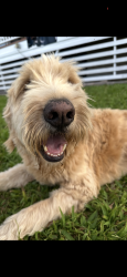 Lost Male Dog last seen Pepeekeo Hawaii, Pepeekeo, HI 96783