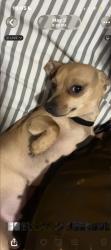 Reunited Female Dog last seen KFC on Owen dr, Fayetteville, NC 28306