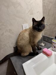 Found/Stray Male Cat last seen Empire/Thornhill Lane - Mountain View/C Commons, Bend, OR 97701