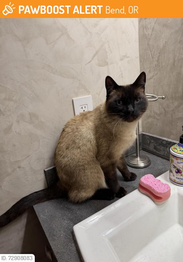 Found/Stray Male Cat last seen Empire/Thornhill Lane - Mountain View/C Commons, Bend, OR 97701
