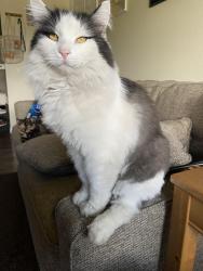 Lost Male Cat last seen Eubank and Juan Tabo, Albuquerque, NM 87111