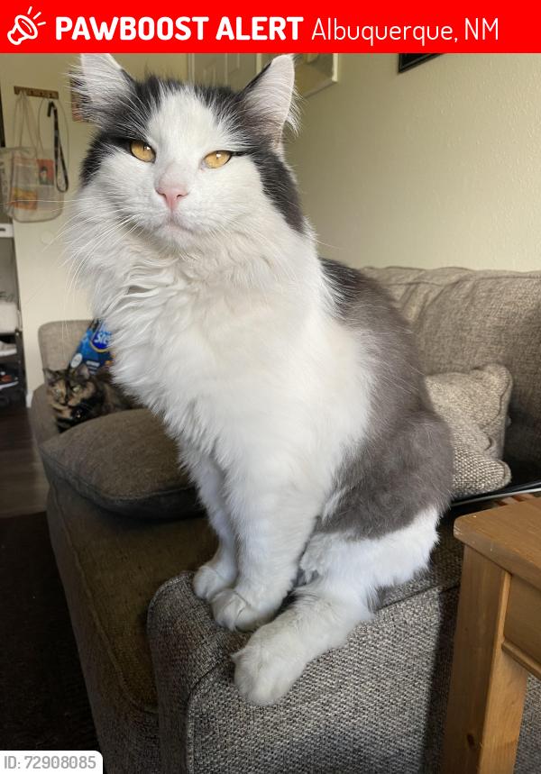 Lost Male Cat last seen Eubank and Juan Tabo, Albuquerque, NM 87111