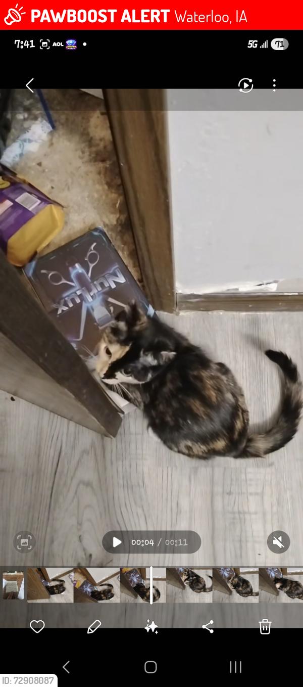 Lost Female Cat last seen Ravenwood and joan, Waterloo, IA 50702