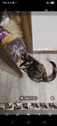 Lost Female Cat last seen Ravenwood and joan, Waterloo, IA 50702