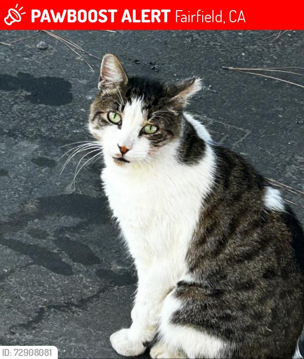 Lost Male Cat last seen Atlantic Ave and begonia Blvd. Flower streets , Fairfield, CA 94533
