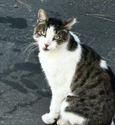 Lost Male Cat last seen Atlantic Ave and begonia Blvd. Flower streets , Fairfield, CA 94533