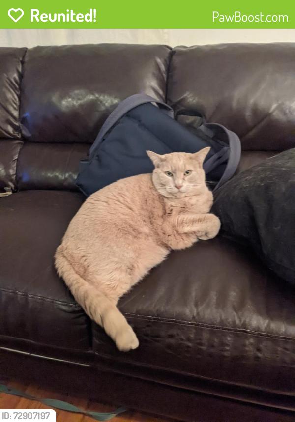 Reunited Male Cat last seen Fountain and Vermont, Los Angeles, CA 90029