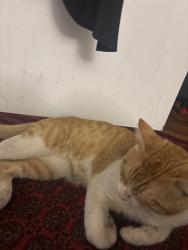 Reunited Male Cat last seen Behind the hses of a workshop or across the street, San Diego County, CA 92115