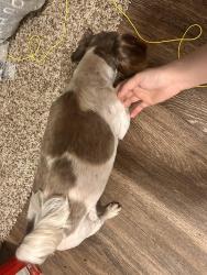 Found/Stray Female Dog last seen Lincoln Ave and Bloomfield St, Cypress, CA 90630