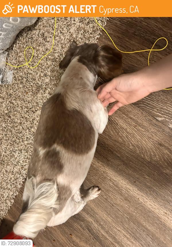 Found/Stray Female Dog last seen Lincoln Ave and Bloomfield St, Cypress, CA 90630