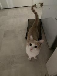 Reunited Male Cat last seen Watt Ave and Arden Way , Sacramento, CA 95825