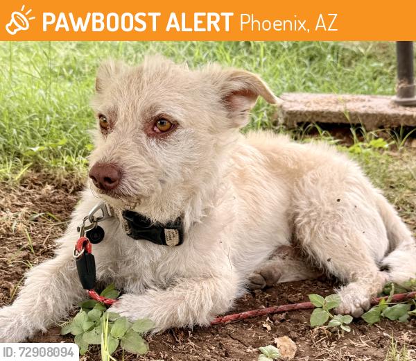 Found/Stray Male Dog last seen 14th Street & Clarendon Ave, Phoenix, AZ 85014