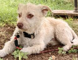 Found/Stray Male Dog last seen 14th Street & Clarendon Ave, Phoenix, AZ 85014